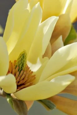 Butterflies Yellow Magnolia (Tulip Tree) - 1 Gallon Pot -Exquisite Plants magnolia butterflies yellow tulip tree 5