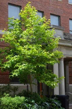 Butterflies Yellow Magnolia (Tulip Tree) - 1 Gallon Pot -Exquisite Plants magnolia butterflies yellow tulip tree 7