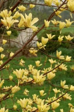 Butterflies Yellow Magnolia (Tulip Tree) - 1 Gallon Pot -Exquisite Plants magnolia butterflies yellow tulip tree 8