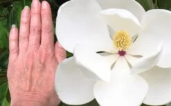 Edith Bogue Cold Hardy Evergreen Magnolia - 3 Gallon Pot (2-3') -Exquisite Plants magnolia edith bogue 3