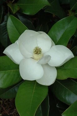 Edith Bogue Cold Hardy Evergreen Magnolia - 3 Gallon Pot (2-3') -Exquisite Plants magnolia edith bogue 5