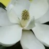 Edith Bogue Cold Hardy Evergreen Magnolia - 3 Gallon Pot (2-3') -Exquisite Plants magnolia edith bogue 6