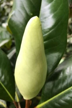 Edith Bogue Cold Hardy Evergreen Magnolia - 3 Gallon Pot (2-3') -Exquisite Plants magnolia edith bogue bud 1