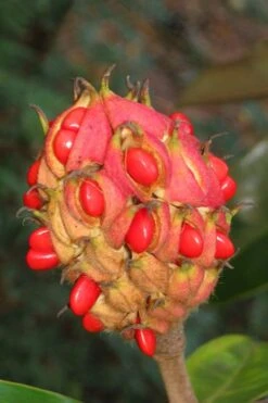 Victoria Cold Hardy Evergreen Magnolia - 7 Gallon Pot (3-4') -Exquisite Plants magnolia edith bogue fruit 1 1