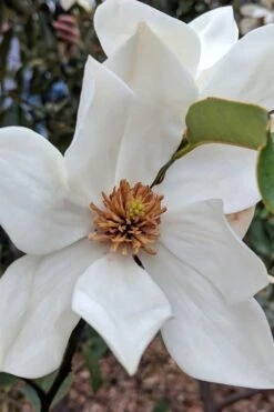 Eternal Spring Magnolia - 3 Gallon Pot -Exquisite Plants magnolia eternal spring 1