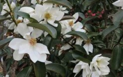 Eternal Spring Magnolia - 3 Gallon Pot -Exquisite Plants magnolia laevifolia x20m maudiae20 eternal spring 7