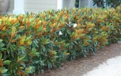 Little Gem Dwarf Southern Magnolia - 1 Gallon Pot -Exquisite Plants magnolia little gem 12