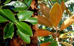 Little Gem Dwarf Southern Magnolia - 1 Gallon Pot -Exquisite Plants magnolia little gem 16