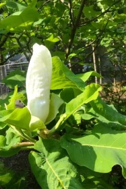 Ashe's Dwarf Bigleaf Magnolia - 7 Gallon Pot -Exquisite Plants magnolia macrophylla ashei dwarf bigleaf 2