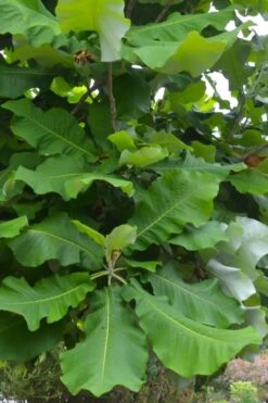 Ashe's Dwarf Bigleaf Magnolia - 7 Gallon Pot -Exquisite Plants magnolia macrophylla ashei dwarf bigleaf 3