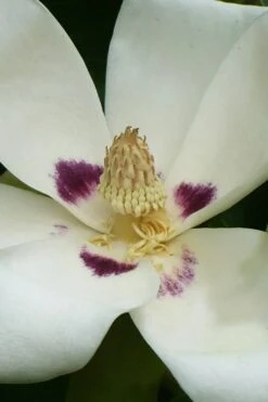 Ashe's Dwarf Bigleaf Magnolia - 7 Gallon Pot -Exquisite Plants magnolia macrophylla ashei dwarf bigleaf 4