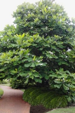 Ashe's Dwarf Bigleaf Magnolia - 7 Gallon Pot -Exquisite Plants magnolia macrophylla ashei dwarf bigleaf 6