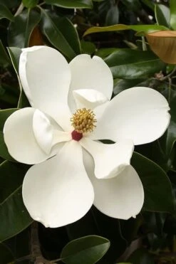 Teddy Bear Dwarf Southern Magnolia - 3 Gallon Pot -Exquisite Plants magnolia teddy bear 3