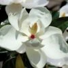 Victoria Cold Hardy Evergreen Magnolia - 7 Gallon Pot (3-4') -Exquisite Plants magnolia victoria 7