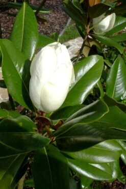 Victoria Cold Hardy Evergreen Magnolia - 7 Gallon Pot (3-4') -Exquisite Plants magnolia victoria 8
