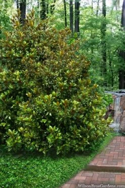 Victoria Cold Hardy Evergreen Magnolia - 7 Gallon Pot (3-4') -Exquisite Plants magnolia victoria 9