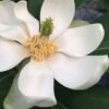 Silver Mist Sweetbay Magnolia - 3 Gallon Pot -Exquisite Plants magnolia virginiana silver mist sweetbay 3