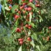 American Sweet Crabapple Tree (Malus Coronaria) - 1 Gallon Pot -Exquisite Plants malus coronaria american sweet crabapple 4