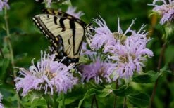 Wild Bergamot Bee Balm (Monarda Fistulosa) - 6 Pack Of 1 Gallon Pots -Exquisite Plants monarda fistulosa wild bergamont bee balm 11