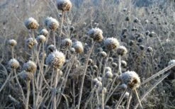 Wild Bergamot Bee Balm (Monarda Fistulosa) - 6 Pack Of 1 Gallon Pots -Exquisite Plants monarda fistulosa wild bergamont bee balm 15