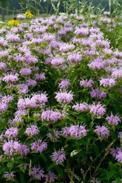 Wild Bergamot Bee Balm (Monarda Fistulosa) - 6 Pack Of 1 Gallon Pots -Exquisite Plants monarda fistulosa wild bergamont bee balm 16