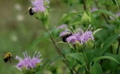 Wild Bergamot Bee Balm (Monarda Fistulosa) - 6 Pack Of 1 Gallon Pots -Exquisite Plants monarda fistulosa wild bergamont bee balm 17
