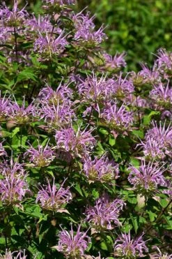 Wild Bergamot Bee Balm (Monarda Fistulosa) - 6 Pack Of 1 Gallon Pots -Exquisite Plants monarda fistulosa wild bergamont bee balm 5
