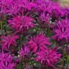 Rockin' Raspberry Bee Balm (Monarda) - 1 Gallon Pot -Exquisite Plants monarda sugar buzz rockin raspberry bee balm 1