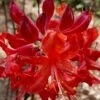 Radiant Red Aromi Azalea (Rhododendron Hybrid) - 2 Gallon Pot 2 Radiant Red Aromi Azalea (Rhododendron Hybrid) - 2 Gallon Pot -Exquisite Plants native azalea radiant red 5