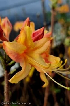 Tallulah Sunrise Native Azalea (Rhododendron) - 1 Gallon Pot -Exquisite Plants native azalea tallulah sunrise 13 thumbnail
