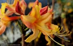 Tallulah Sunrise Native Azalea (Rhododendron) - 1 Gallon Pot -Exquisite Plants native azalea tallulah sunrise 15