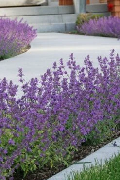 Little Trudy Catmint - 5 Pack Of Quart Pots -Exquisite Plants nepeta little trudy catmint 3