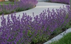 Little Trudy Catmint - 5 Pack Of Quart Pots -Exquisite Plants nepeta little trudy catmint 5
