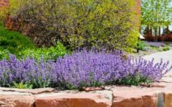 Little Trudy Catmint - 5 Pack Of Quart Pots -Exquisite Plants nepeta little trudy catmint 8