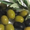 Arbequina Olive Tree - 2 Gallon Pot -Exquisite Plants olive arbequina 5