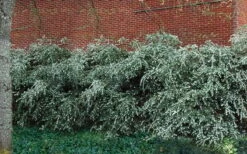 Delavay Tea Olive (Osmanthus Delavayi) - 3 Gallon Pot 15 Delavay Tea Olive (Osmanthus Delavayi) - 3 Gallon Pot -Exquisite Plants osmanthus delavayi delavay tea olive 1