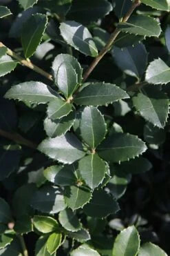 Delavay Tea Olive (Osmanthus Delavayi) - 3 Gallon Pot 16 Delavay Tea Olive (Osmanthus Delavayi) - 3 Gallon Pot -Exquisite Plants osmanthus delavayi delavay tea olive 10