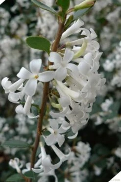 Delavay Tea Olive (Osmanthus Delavayi) - 3 Gallon Pot 17 Delavay Tea Olive (Osmanthus Delavayi) - 3 Gallon Pot -Exquisite Plants osmanthus delavayi delavay tea olive 2