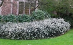 Delavay Tea Olive (Osmanthus Delavayi) - 3 Gallon Pot 13 Delavay Tea Olive (Osmanthus Delavayi) - 3 Gallon Pot -Exquisite Plants osmanthus delavayi delavay tea olive 6