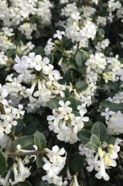 Delavay Tea Olive (Osmanthus Delavayi) - 3 Gallon Pot 14 Delavay Tea Olive (Osmanthus Delavayi) - 3 Gallon Pot -Exquisite Plants osmanthus delavayi delavay tea olive 8
