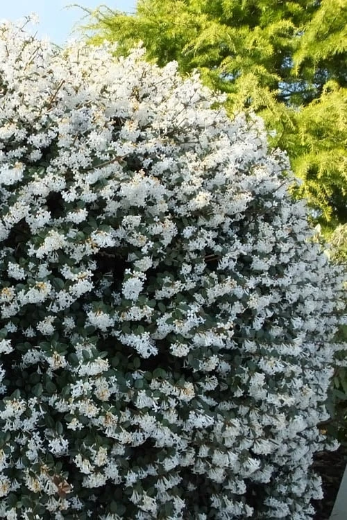 Delavay Tea Olive (Osmanthus Delavayi) - 3 Gallon Pot 3 Delavay Tea Olive (Osmanthus Delavayi) - 3 Gallon Pot