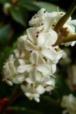 Fortune's Cold Hardy Tea Olive (Fragrant Osmanthus) - 6 Pack Of 1 Gallon Pots -Exquisite Plants osmanthus fortunei fragrant tea olive 2