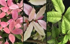 Noble Lady Tea Olive - 7 Gallon Pot (3-4') 9 Noble Lady Tea Olive - 7 Gallon Pot (3-4') -Exquisite Plants osmanthus fragrans quinnan guifei noble lady tea olive 4