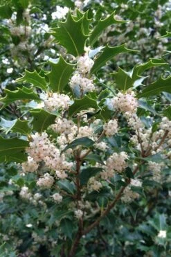 Gulftide Hardy Tea Olive (Osmanthus) - 2 Gallon Pot -Exquisite Plants osmanthus heterophyllus gulftide tea olive false holly 10