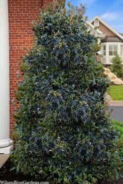 Gulftide Hardy Tea Olive (Osmanthus) - 2 Gallon Pot -Exquisite Plants osmanthus heterophyllus gulftide tea olive false holly 5