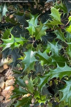 Gulftide Hardy Tea Olive (Osmanthus) - 2 Gallon Pot -Exquisite Plants osmanthus heterophyllus gulftide tea olive false holly 6