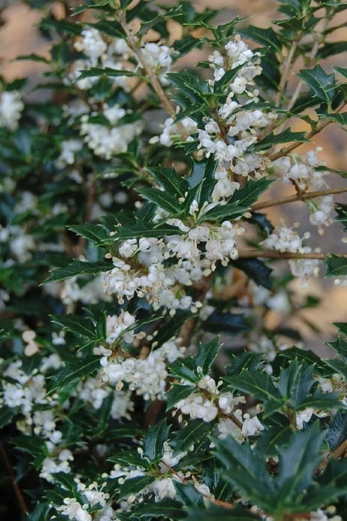 Party Princess 'Kaori Hime' Tea Olive - 3 Gallon Pot 3 Party Princess 'Kaori Hime' Tea Olive - 3 Gallon Pot