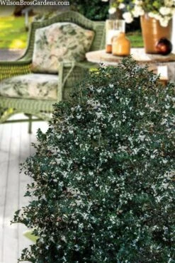 Party Princess 'Kaori Hime' Tea Olive - 3 Gallon Pot 14 Party Princess 'Kaori Hime' Tea Olive - 3 Gallon Pot -Exquisite Plants osmanthus heterophyllus kaori hime party princess tea olive 15