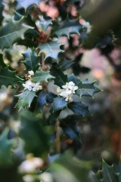 Party Princess 'Kaori Hime' Tea Olive - 3 Gallon Pot 12 Party Princess 'Kaori Hime' Tea Olive - 3 Gallon Pot -Exquisite Plants osmanthus kaori hime party princess tea olive 1