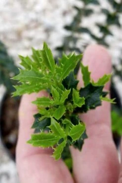 Party Princess 'Kaori Hime' Tea Olive - 3 Gallon Pot 15 Party Princess 'Kaori Hime' Tea Olive - 3 Gallon Pot -Exquisite Plants osmanthus kaori hime party princess tea olive 2